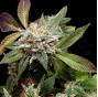 Anubis x Sunset Sherbet (x5)